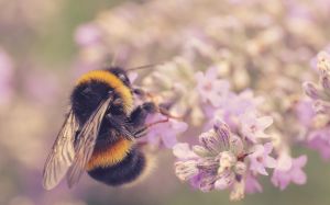 Μια σπουδαία ανακάλυψη ενάντια στον καρκίνο του μαστού – Ο ρόλος των μελισσών