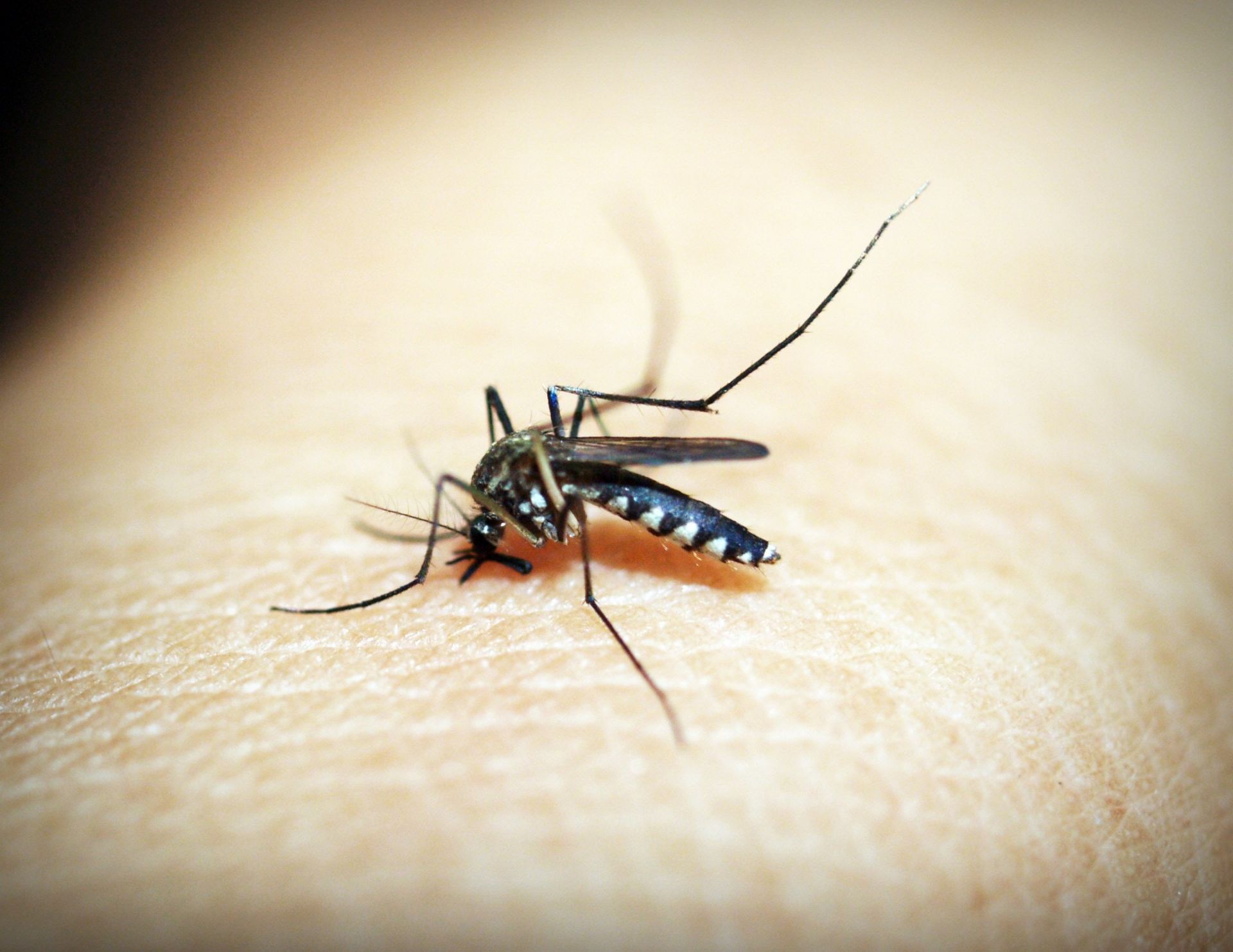 Κουνούπια: Πως θα εξαφανίσετε το τσίμπημά τους άμεσα